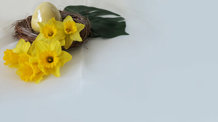easter decoration - yellow daffodils on a white background  - copyspace  card