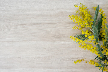 Mimosa branch frame with yellow flowers on a light wooden background with copy space