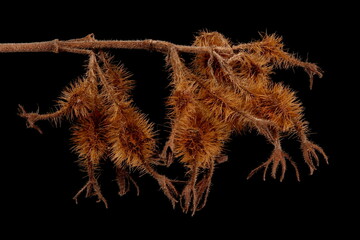 Beauty Bush (Kolkwitzia amabilis). Infructescence Closeup