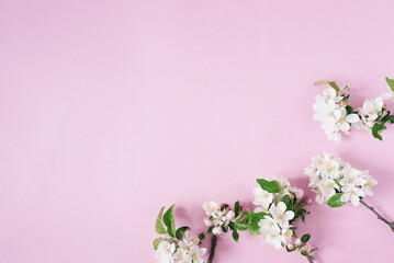 Fototapeta na wymiar Minimalistic concept. Branches of an apple tree with white flowers on a pink background. Creative lifestyle, spring concept. Flat lay, top view.