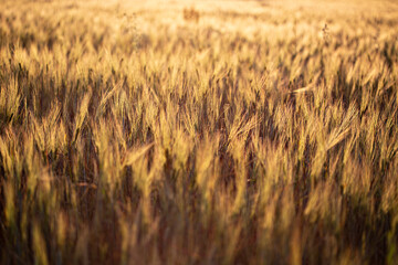Beautiful sunset in the wheat field, Ukraine rural landscape