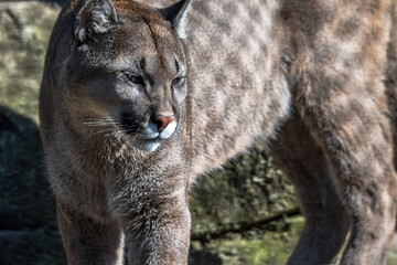 ein Pumaleben im Zoo am Meer