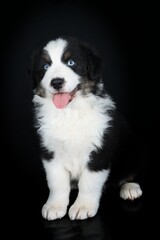 australian shepherd  dog sitting on black background
