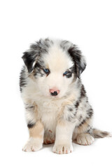 border collie puppy isolated on white background