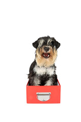 miniature schnauzer sitting on red box isolated on white 