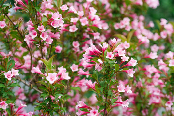 Delicate pink weigela flowers in spring in the garden