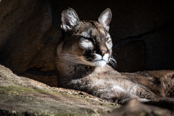 Naklejka premium ein Pumaleben im Zoo am Meer