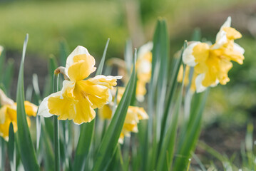 Beautiful white and yellow narcissus Split capped blooms in the garden in spring