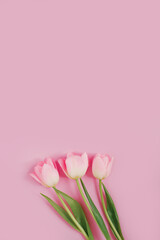 Beautiful pink tulips on a pink background. The concept of Women's Day, March 8. March 8th. Spring background. Copy space