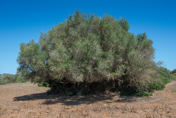 Wild olive tree, Olea europaea var. sylvestris. Photo taken in the municipality of Ciutadella de...
