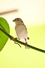 closeup the small brown sparrows sitting and hold on the vine plant over out of focus green brown background.