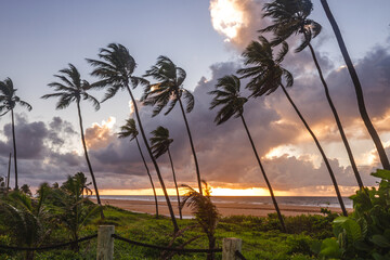 Palms at the beach - obrazy, fototapety, plakaty