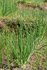 closeup the bunch ripe green onion plants with seeds growing in the farm over out of focus green brown background.