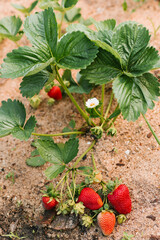 Strawberries ripen in the sun in the garden