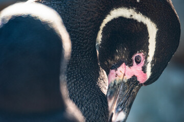 mit den Augen eines Humboldtpinguins