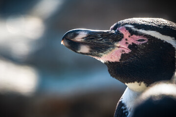 mit den Augen eines Humboldtpinguins