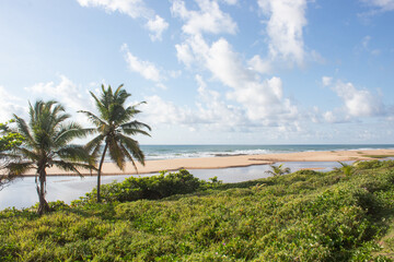 Palm at the beach and river in brazil in a sunny day with some clouds