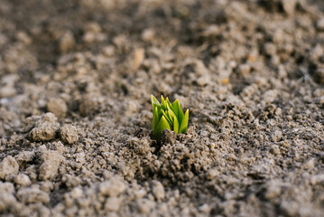 Lily sprouts come out of the ground in spring in the garden