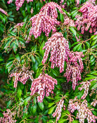 Beady Flowers Close-up