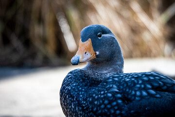 mit den Augen einer Dampfschiffente