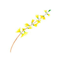 Forsythia isolated on white background. Botanical watercolor illustration . Art for decoration and design, textile, card