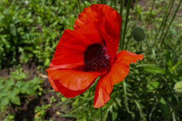 red poppy in the garden in summer 2019