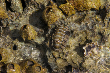 shellfish from the red sea that opened after low tide in egypt