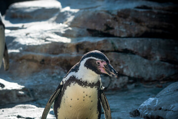 mit den Augen eines Humboldtpinguins 