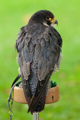 The fastest bird in the world