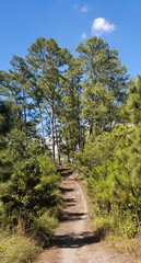 Pine trees in the middle of the forest
