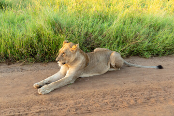 Lioness Lying on a gravel road in the South African bushveld. 