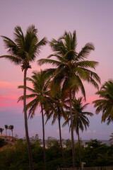Fototapeta na wymiar Palms in a purple and pink sunset