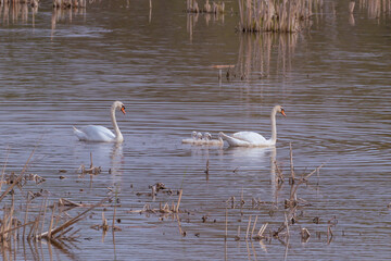 A family of mute swans and  cygnets