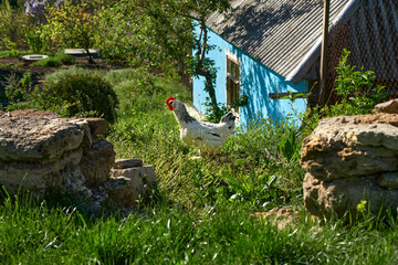 domestic chicken feeding on traditional rural barnyard. Hens on barn yard in eco farm. Free range poultry farming concept