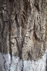Fototapeta na wymiar Textura, árbol, tronco, tree, cafe, madera