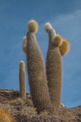 Cactus 