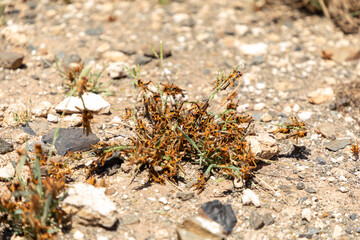 Selective focus on a swarm of Locust devouring a small bush of grass. This is a locust plague in the Northern Cape province of South Africa