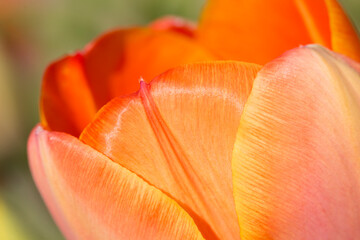 Extreme closeup of beautiful, vibrant orange tulip in springtime
