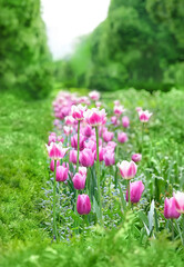 Obraz na płótnie Canvas pink tulips in park, natural background. blossom spring season. beautiful garden landscape design.