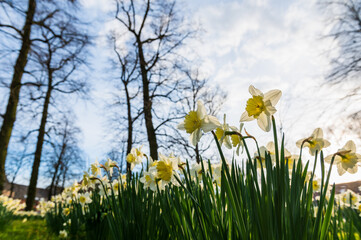 Blooming daffodils. Flowering white narcissus at springtime. Spring flowers. Shallow depth of field. Selective focus.