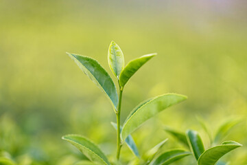 Green tea leaf in the morning