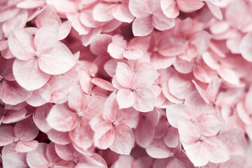 Obraz premium Hydrangea Background. Pink flowers. Natural floral concept. Botanical flowering background. Selective focus image. Copy space.