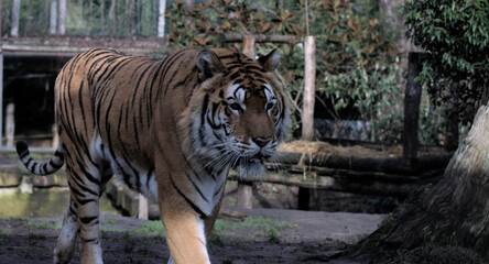 Tigre au rayure noir sur des poils roux