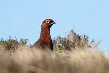 Red Grouse (Lagopus lagopus scotica) in the heather moorland of the Peak District