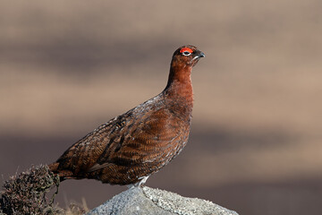 Red Grouse (Lagopus lagopus scotica) in the heather moorland of the Peak District
