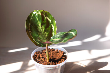 Calathea roseopicta medallion and Marion variety - close-up leaf on the windowsill in bright sunlight with shadows. Potted house plants, green home decor, care and cultivation