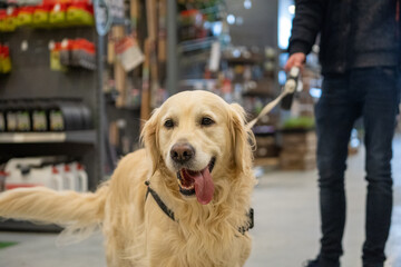 portrait of a happy golden retriever dog in a garden and pet shop, dogs allowed in the store, dog...