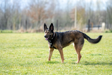 happy german shepherd dog in the field