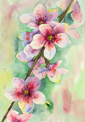 cherry blossom branch - 492637197