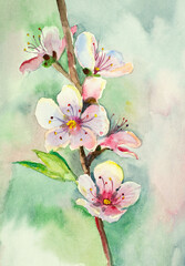 cherry blossom branch - 492637335
